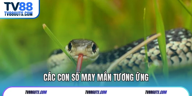 Các con số may mắn tương ứng