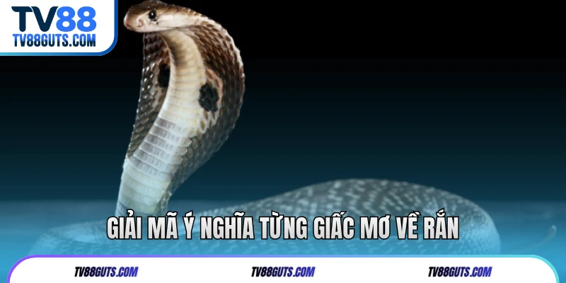 Giải mã ý nghĩa từng giấc mơ về rắn