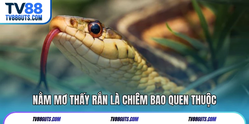 Nằm mơ thấy rắn là chiêm bao quen thuộc